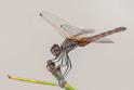Trithemis annulata female.jpg